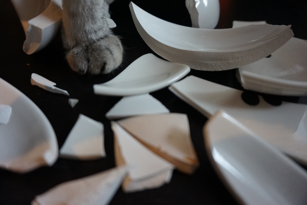 Foto von weißen Scherben, dazwischen ein silbergrau getigerter Katzenfuß