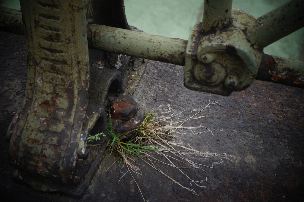 Foto eines Grasbüschels an einem eisernen Zaun
